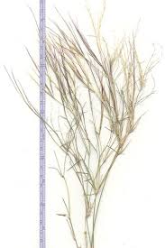 Image result for Aristida diffusa