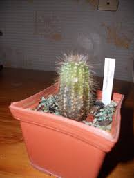 Ver más ideas sobre cultivar hongos, hongos, tipos de hongos. Por Que Tu Cactus Se Esta Volviendo Negro Y Que Puedes Hacer Mundo Jardineria Net