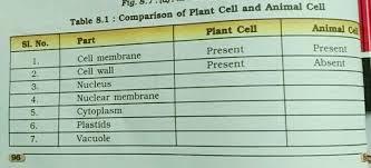 Maybe you would like to learn more about one of these? Comparison Of Plant Cell And Animal Cell Table 8 1 Comparison Of Plant Cell And Animal Cell Sl Science Cell Structure And Functions 12965075 Meritnation Com