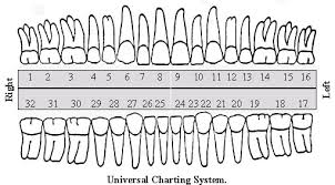 Nbde Part 1 Dental Anatomy Contact Points And Contour