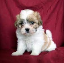 Find shih tzu dogs and puppies from alabama breeders. Teddy Bear Puppies For Sale South Florida Puppies For Sale