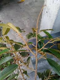Teknik pemangkasan pokok durian agar durian cepat berbuah. Akar Putih Gaharu æ²‰é¦™ Agarwood