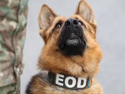 4k video motion graphic animation. Wanted A Bomb Detector As Sensitive As A Dog S Nose Ieee Spectrum