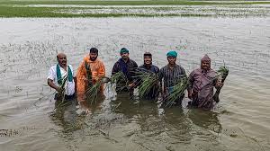 Nearly 90,000 hectares of farmland submerged in Cauvery delta