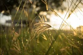Thick thatch blocks water and fertilizer, and active grass growth helps speed your lawn's recovery. Thatch Grass Fress Sunrise Dew Aceh Indonesia Sony A6000 Nature Summer Pxfuel