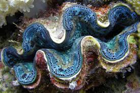 Beyond Gorgeous Great Barrier Reef 46 Pics Deep Sea Creatures Weird Sea Creatures Sea Plants