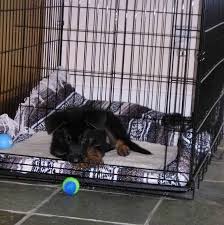 Crate training with cats isn't as common as with dogs, but it is worth the effort. How To Crate Train Puppies And Kittens