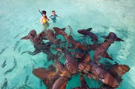 Swim with Nurse Sharks at Compass Cay in the Bahamas | Beach