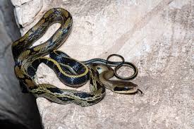 Image result for Rinorea laurentii