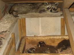 Raccoon In The Attic Signs Danger What To Do