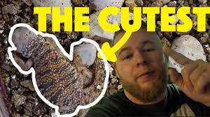 The cutest BABY reptiles EVER! (Uromastyx babies!)