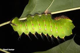 After anywhere from a few days to a few months, a butterfly or moth will emerge from the pupa. Polyphemus Moth Rearing Carnegie Museum Of Natural History
