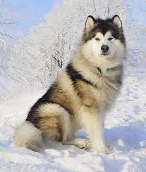  Alaskan Malamute Woofipedia By The American Kennel Club Malamute Puppies Malamute Dog Dog Breeds
