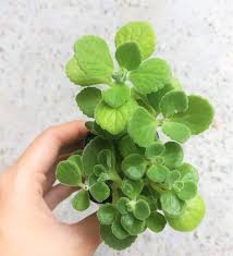 Image result for Coleus neochilus