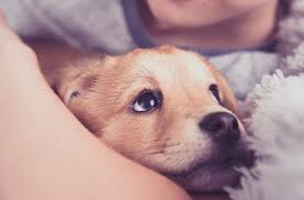 You deserve a puppy today! How To Tell That Your Puppy Loves You Petland Florida