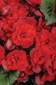 Image result for Begonia horticola