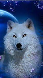 Pin De Monika En Wolfe Fotos De Animales Salvajes Fotos De Lobo Fondo De Pantalla Lobo
