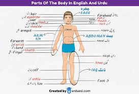 Body parts name with picture and hindi meaning !! Parts Of Body Names In English And Urdu With Pictures Download Pdf