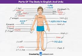 Jun 11, 2021 · she said a team of police operatives in collaboration with the local security outfits swiftly moved into action and arrested the suspect with the butchered body parts of a suspected lady of about 20 years of age, naijacover learnt. Parts Of Body Names In English And Urdu With Pictures Download Pdf