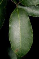 Image result for Landolphia buchananii