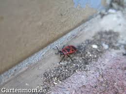 Feuerwanzen Feuerkafer Franzosenkafer Lilienkafer Bekampfen Feuerwanze Gartenschadlinge Pflanzen