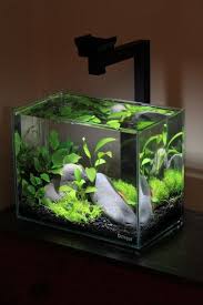 The Planted Tank Forum Fresh Water Fish Tank Fish Tank Decorations Aquarium Design