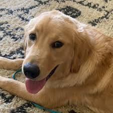 The labrador retriever is also the most popular purebred dog in america for the 21st straight year.more than twice as many labs were registered than any other breed making it a likely leader for. Dfw Golden Retriever Puppies