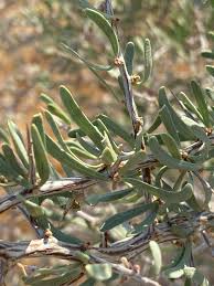 Image result for Phaeoptilum spinosum