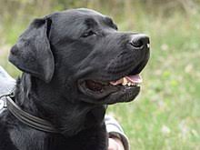 Plus, they highlight the beautiful, dark coat on your dog! Labrador Retriever Wikipedia