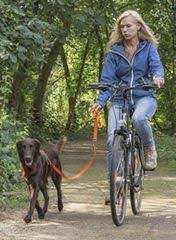 Trainingstipps Martin Rutter Dogs Joggen Hundchen Training Gesunde Hunde