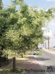 Image result for Styphnolobium