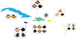 Последние твиты от laura figueiredo (@_laufigueiredo). Phylogeography Of The Widespread Caribbean Spiny Orb Weaver Gasteracantha Cancriformis Peerj