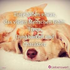 Spruche Fur Tierliebhaber Spruche Tiere Spruche Tierliebe Haustiere