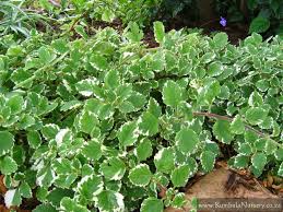 Image result for Plectranthus alboviolaceus