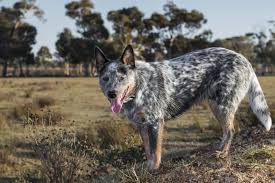 Check spelling or type a new query. The Blue Heeler Border Collie Mix Everything You Need To Know K9 Web