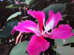 Image result for Bauhinia variegata