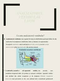 Impreuna cu analizatorul vestibular, in reactiile de redresare posturala mai sunt implicati analizatorii cutanat, kinestezic si. Analizatorul Vestibular