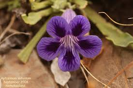 Image result for Aptosimum