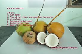 Pembekal kelapa matag mataq terhangat di pasaran mp3 & mp4. Kenali Varieti Kelapa Yang Jabatan Pertanian Malaysia Facebook