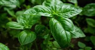Image result