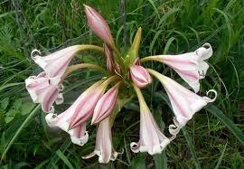 Image result for Craibia zimmermannii