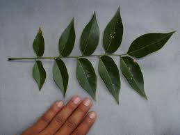 Image result for Ateleia herbert-smithii