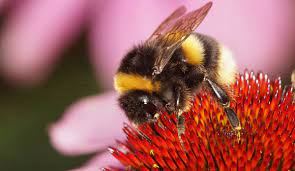 The price of pest control can vary greatly by region (and even by zip code). Bee Removal Cost Honey Bee Removal Cost