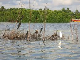 Muthurajawela Bird Watching Srilankatravel Srilanka Srilankatravels Srilankatravelsecrets Srilankatravelspots Muthura Boat Tours Day Tours Bird Watching