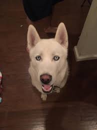White husky/mix found at McDonald's in KCMO