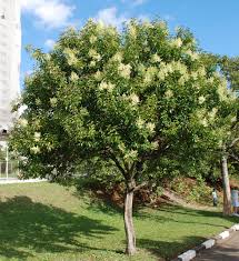 Image result for Ligustrum lucidum
