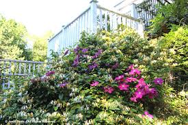 Can i plant honeysuckle and clematis together. Clematis And Honeysuckle Janet Davis Explores Colour