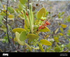 Image result for Tapinanthus oleifolius