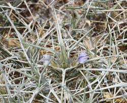 Image result for Blepharis