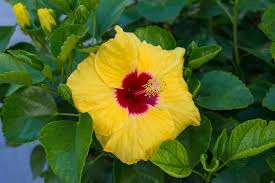 In buddhism, it is the sign of purity and it has a very important in buddhism. 8 Common Hawaiian Flower Names Meanings And Pictures Florgeous